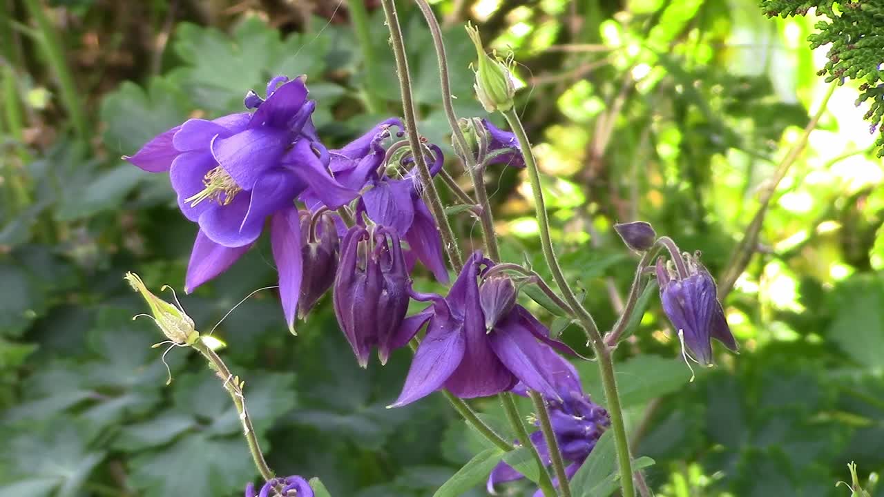 Close-up of Aquilegia flowers in an English garden