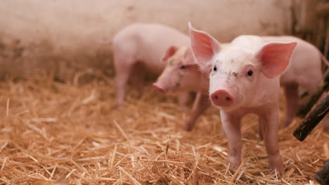 pigs on livestock farm pigs farm livestock farm modern agricultural pigs farm 10