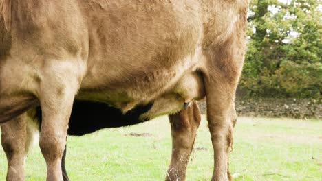 Close-Up-of-a-Calf-Suckling