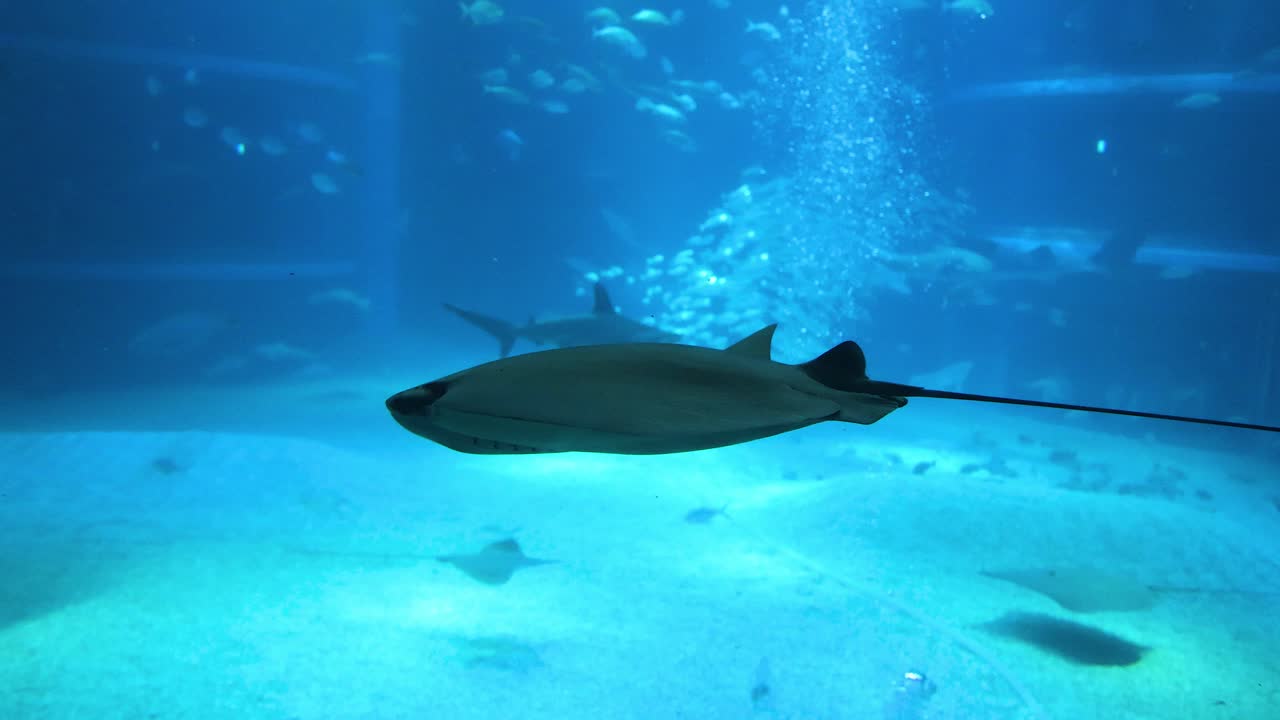 rayas y peces nadando en un gran tanque de acuario.