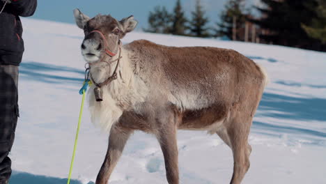 reindeer waiting to be given moss to eat