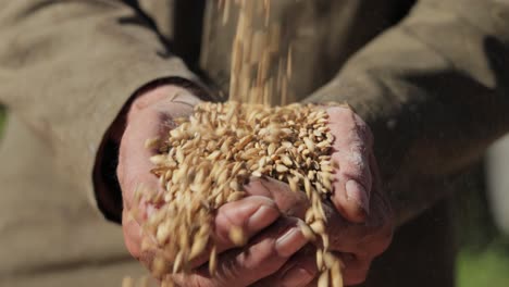 el agricultor inspecciona su cosecha con las manos sosteniendo semillas maduras de trigo.