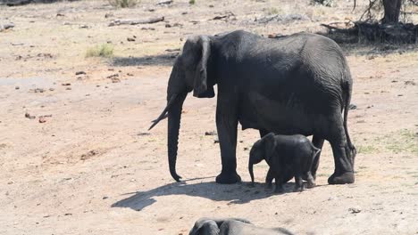 wide shot of an african elephant cow walking with her little newborn calf in the back showing the rest of the herd in front, kruger national park