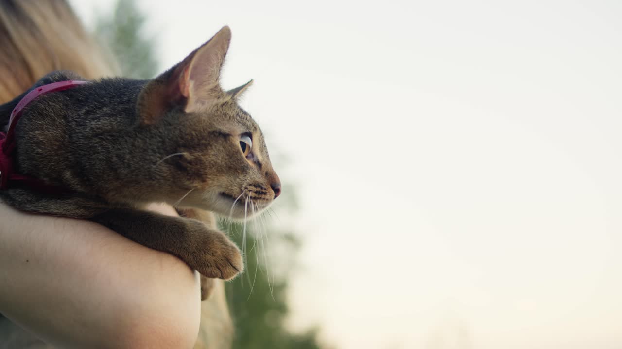 Small pretty cat sitting on young woman owner, walking in the park with a pet. Close-up of kitty on green grass. Nature