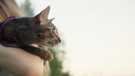 small pretty cat sitting on young woman owner, walking in the park with a pet. close-up of kitty on green grass. nature