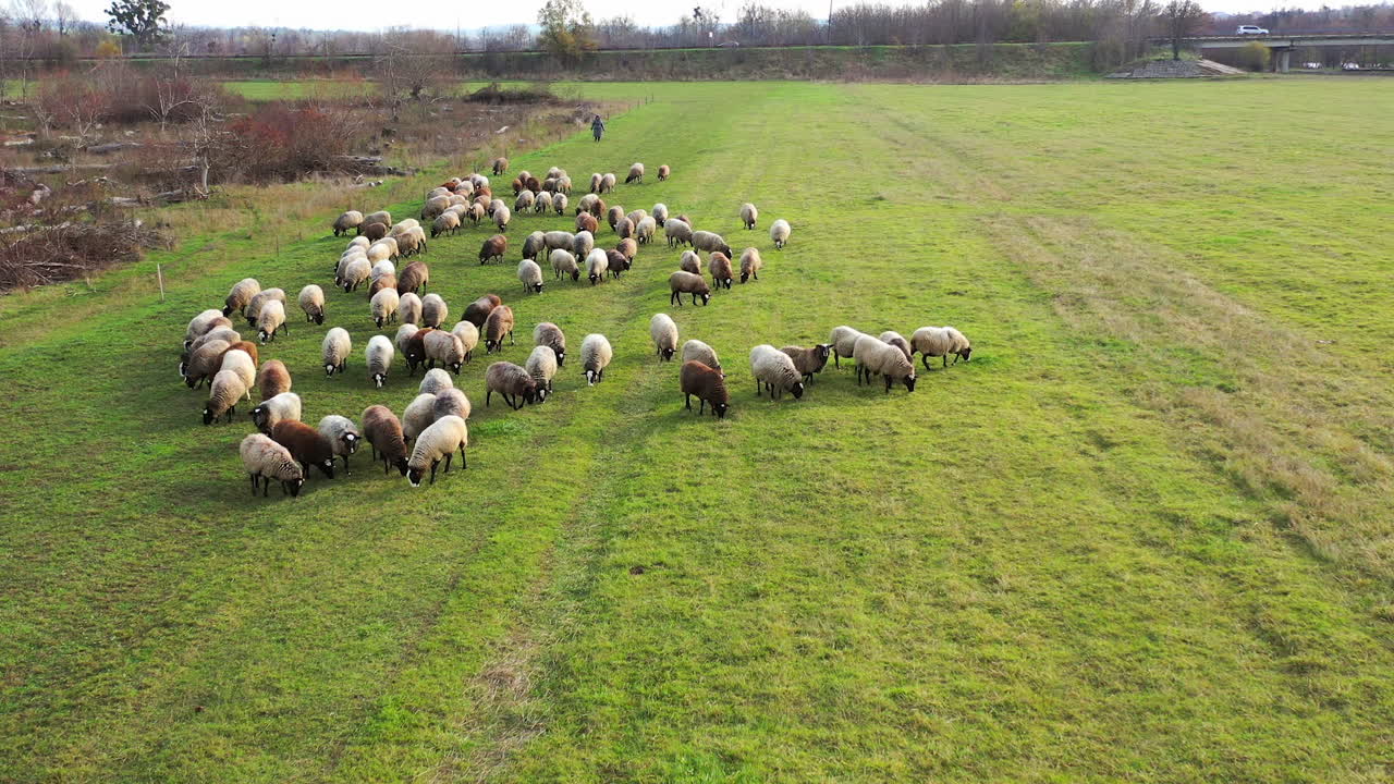 Aerial view of herding sheep in a field. Flock of sheep eat grass in the pasture.