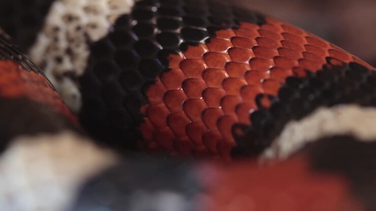 Closeup of the colourful scales of a Puelblan Milk Snake, pueblan milk snake, Lampropeltis triangulum campbelli,