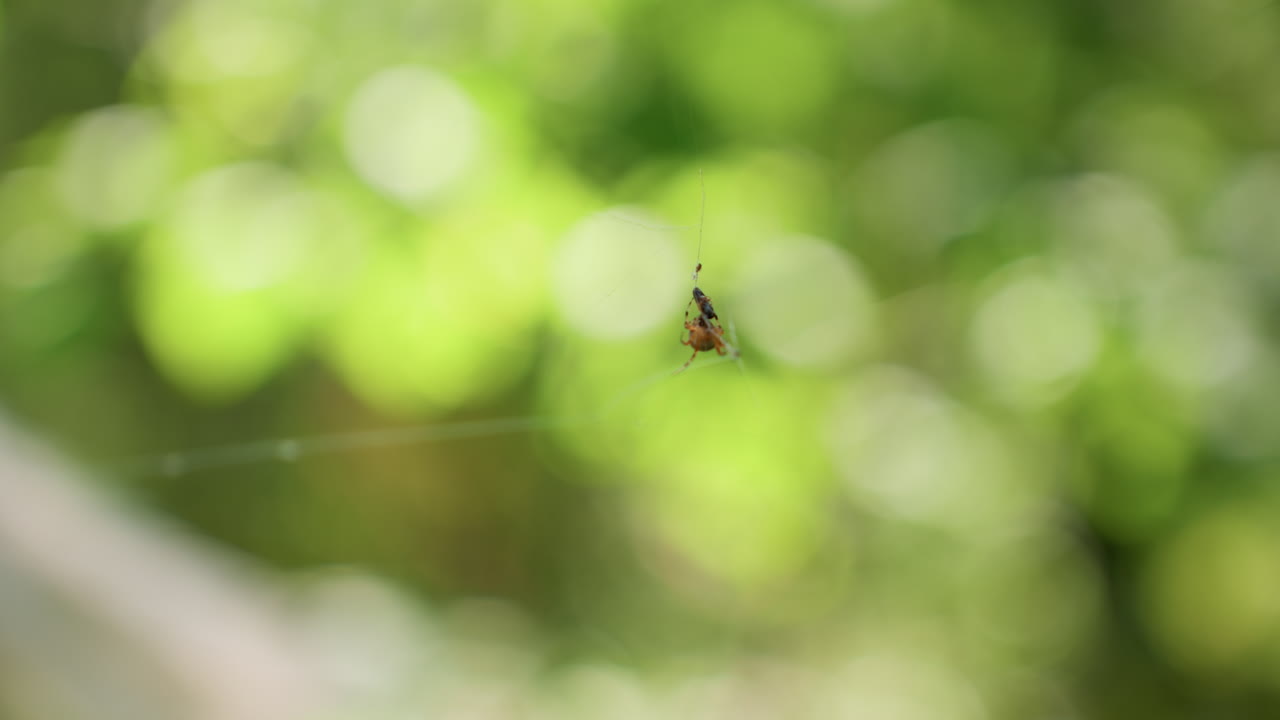 Close up macro shot of spider wrapping captured insect in delicate web, sunlight creating beautiful soft blur of green foliage in background, showing detailed natural behavior of forest ecosystem
