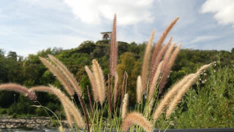 Hierba-Pennisetum-Meciéndose-Suavemente-En-El-Viento-Con-Un-Río-Y-Una-Montaña-Con-Un-Mirador-Al-Fondo