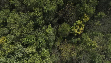 Flying-Above-Lush-Green-Trees-In-Arkansas,-USA---Drone-Shot