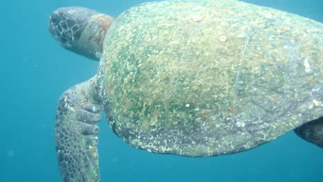 avión en movimiento hacia la natación de tortugas marinas, cámara acuática