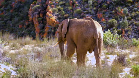 wild elephant walks through low bush in african morning sun, private game drive