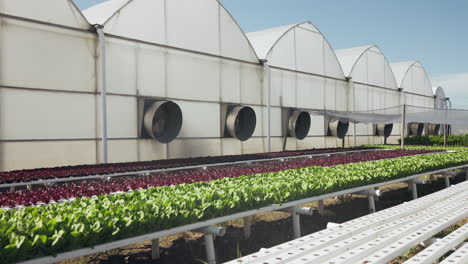 hydroponic greenhouse with lettuce