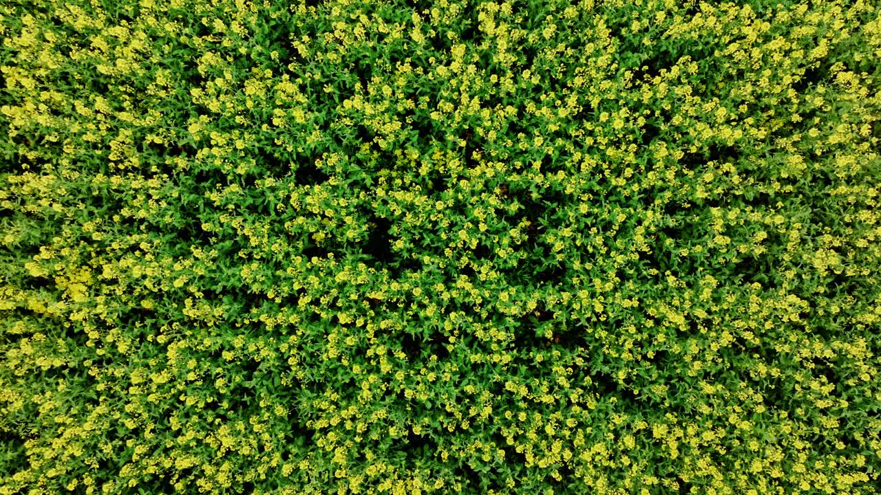 Top view of blooming rapeseed flowers waving gently in spring breeze motion