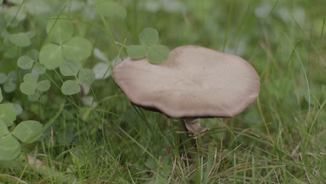 single mushroom on the meadow