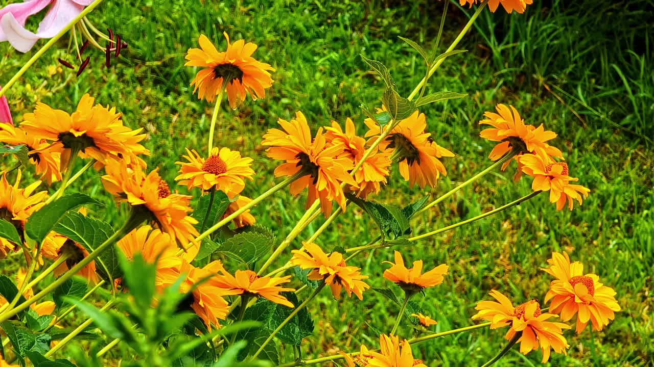 Bright Yellow Garden Flowers Blooming On Green Grass In Summer Season