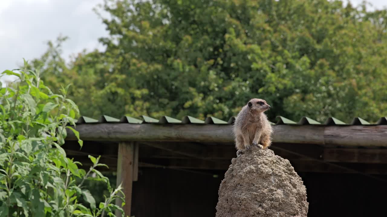 A meerkat stands upright on a mound, scanning the surroundings in a sunny zoo.