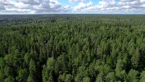 vista superior de los bosques finlandeses durante el verano en un día soleado en finlandia