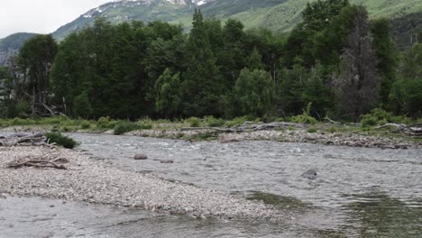 huge trees growing on river bank in forest