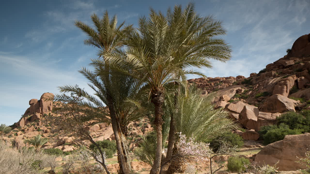 Tafroute Palme 02