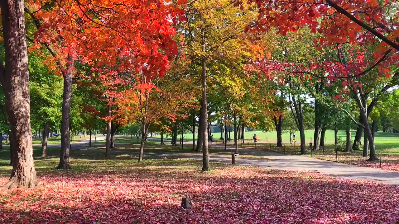 Colorful Autumn sky background at the park with isolated leaves gracefully twirling and falling to the ground
