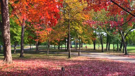 colorful autumn sky background at the park with isolated leaves gracefully twirling and falling to the ground