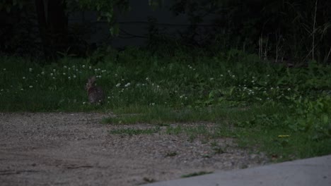 Ein-Hase-Kaut-Friedlich-Auf-Einem-Kleinen-Rasenstück-In-Einem-Wohngebiet-Herum,-Bevor-Er-In-Ein-Nahegelegenes-Städtisches-Backsteingebiet-Hüpft