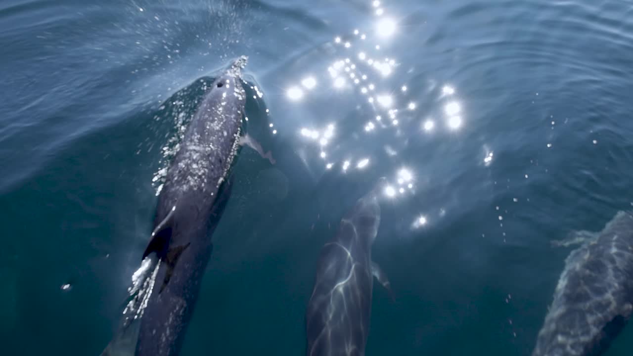 A group of dolphins swims just below the ocean surface, gliding beside a boat’s bow. Ripples and sun glints reveal natural pod behavior in clear blue water—perfect wildlife B-roll