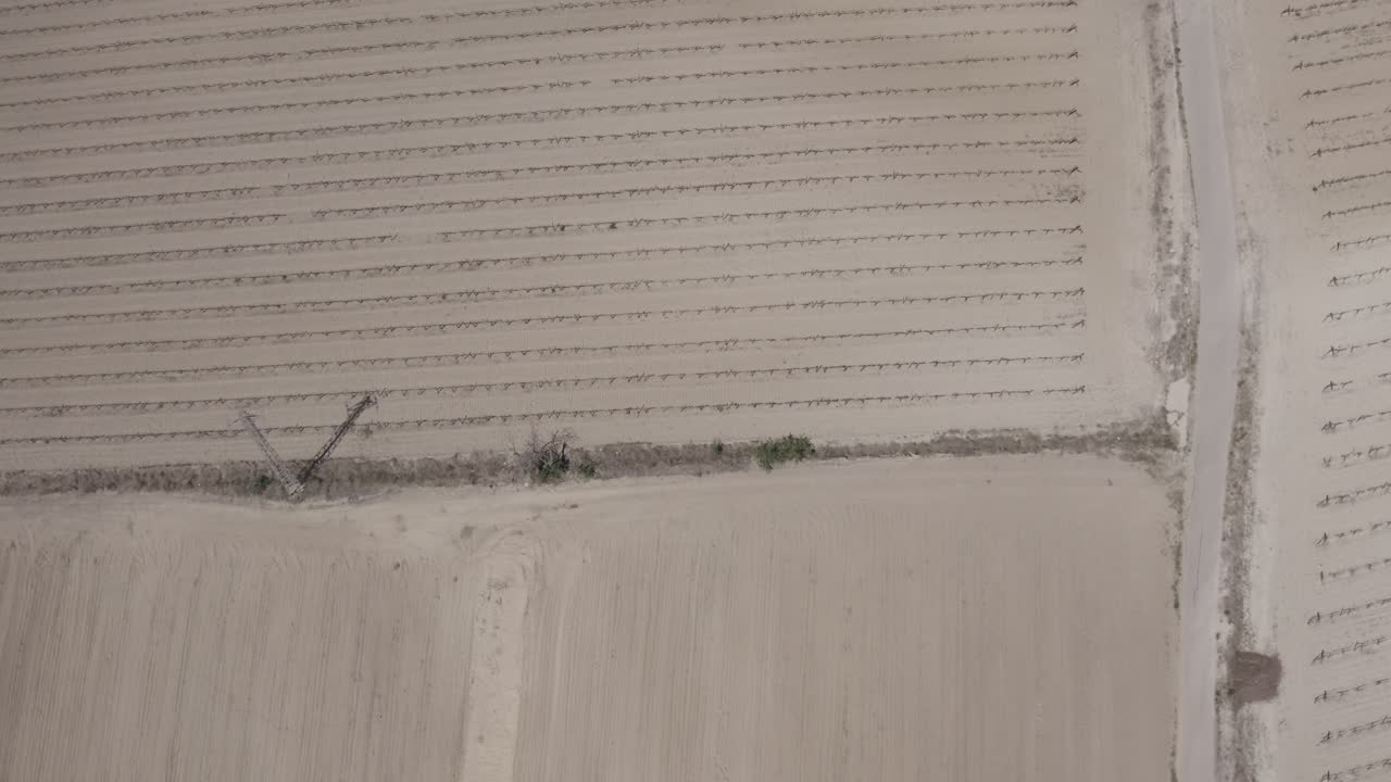 포도과 올리브 나무가 있는