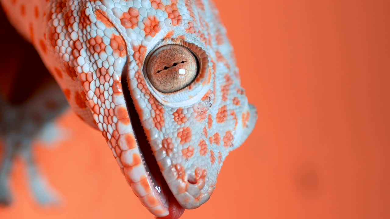 오렌지색 벽에 있는 게코