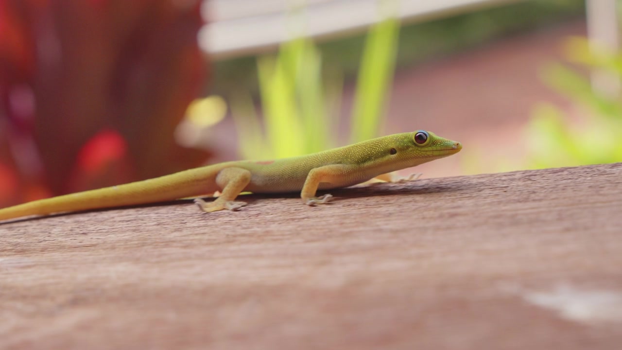 Gold dust day gecko walks along a railing in slow motion in Kauai, Hawaii.