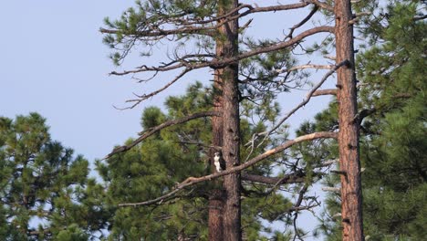 osprey sits calmly on a branch of a ponderosa pine perched barely moving