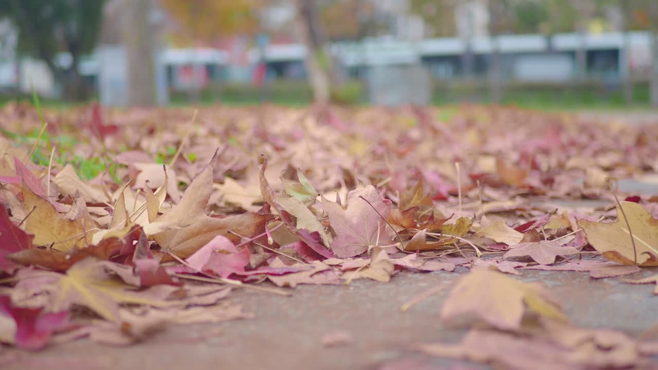 Осенние листья на земле