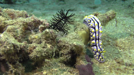 Warty-nudibranch-called-phyllidia-varicosa-moves-slowly-over-a-coral-structure-and-descends-into-sandy-seabed