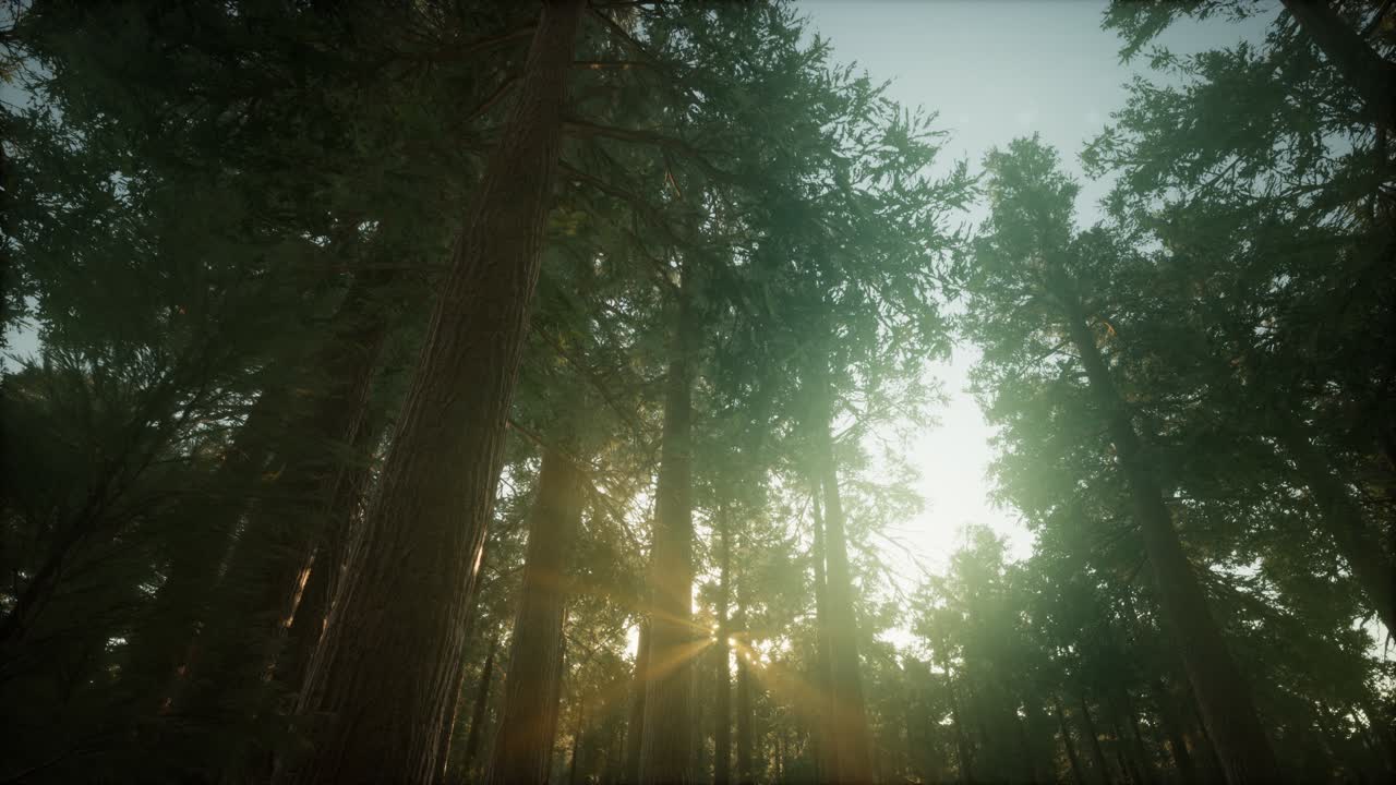 paisaje de puesta de sol brumosa del bosque de secuoya