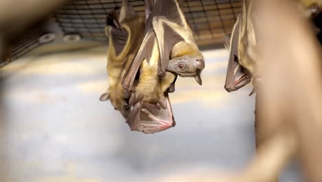 Sideview-of-bats-hanging-upside-down-from-wire-mesh-licking-wings-and-cleaning-each-other