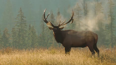 Ein-Majestätischer-Elchbulle-An-Einem-Kühlen-Morgen,-Nahaufnahme,-Der-Seinen-Atem-Im-Atemberaubenden-Nebel-Und-Nebel-Zur-Schau-Stellt,-In-4K