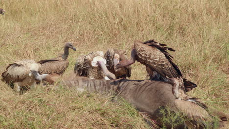 buitres africanos pelean por las sobras mientras buscan un ñu muerto