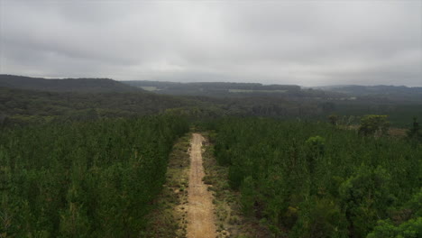 antena: drone volando lentamente sobre un bosque de árboles verdes en un cielo nublado en australia