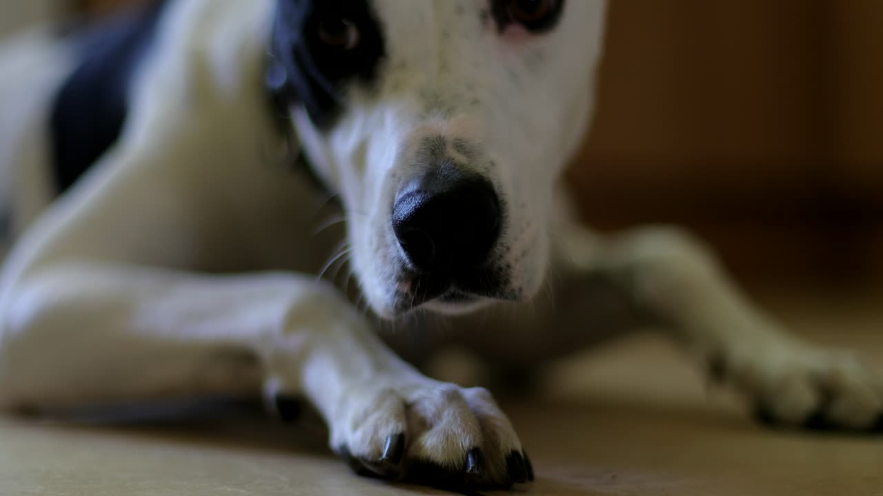 Sad looking dog lying on a tiled floor eating a treat