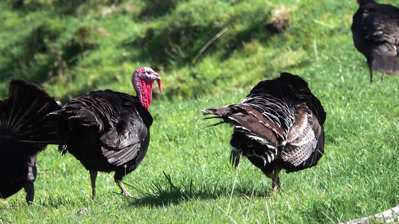 pavos salvajes en la campiña verde de la isla norte de nueva zelanda