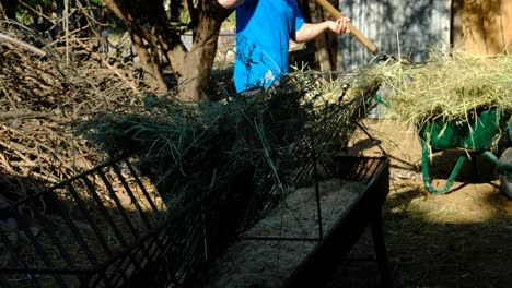 Young-farmer-giving-grass-sheep