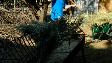 joven granjero dando hierba a las ovejas