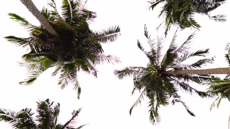 tall palm trees isolated on bright sky, bottom to top view