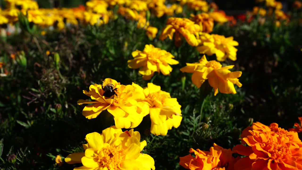 Primo piano di un'ape che raccoglie polline su fiori gialli vivaci in un giardino soleggiato.