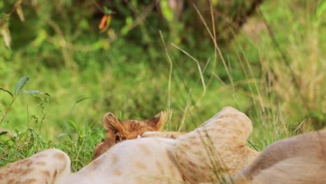 cute baby lion cubs playing cheekily with each other and mother playfully, big five 5 african wildlife in maasai mara national reserve, kenya, africa safari animals