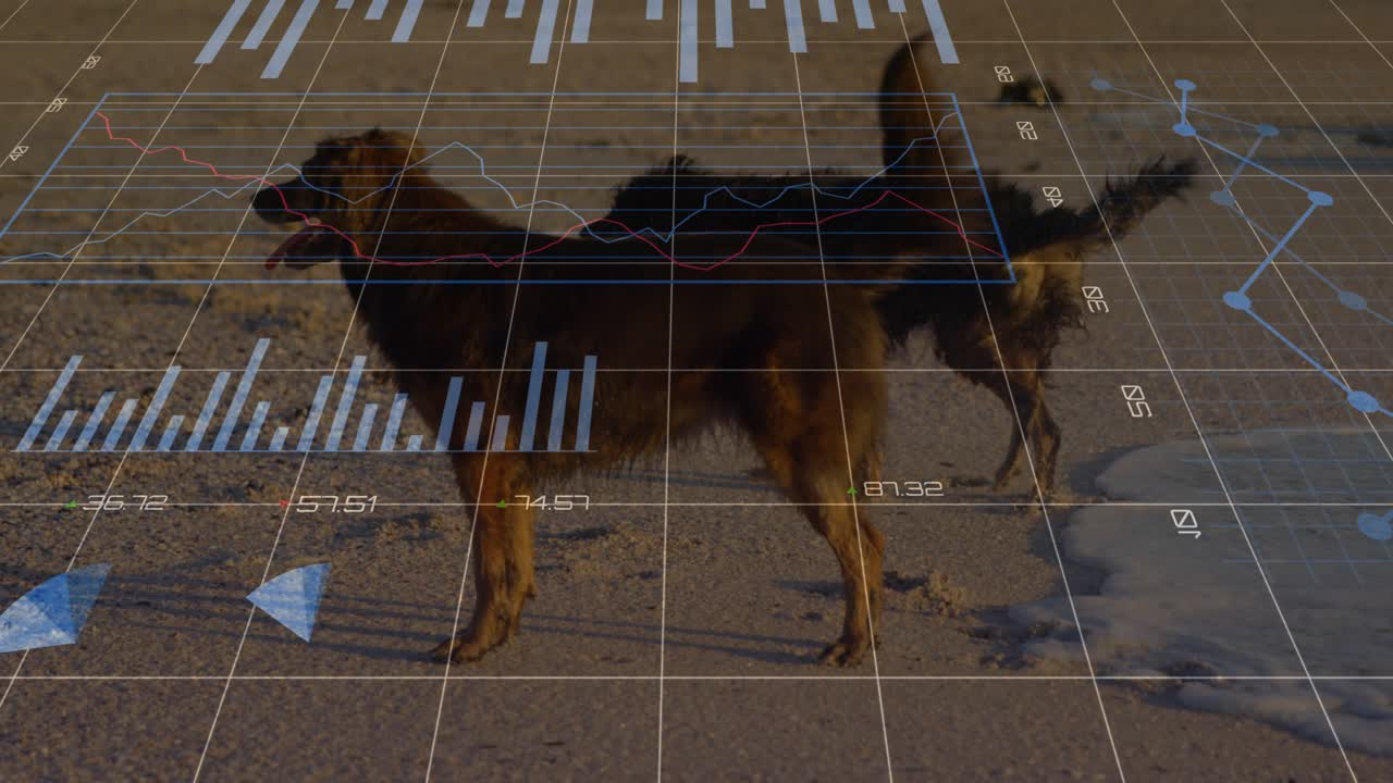 Dog entering from left walking across beach under grid overlay and data charts tracking metrics