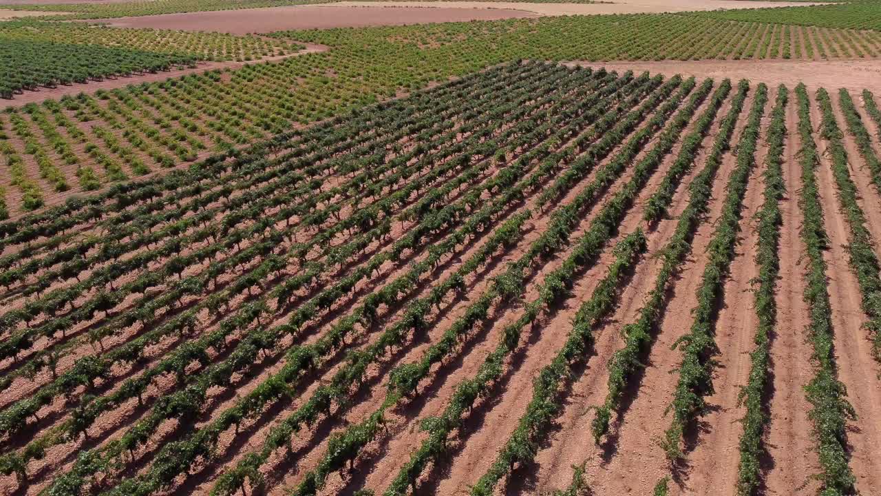 filas de viñedos en el campo en el campo
