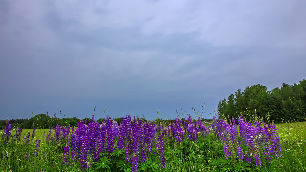 필드에 보라색 히아신스 꽃의 아름다운 샷