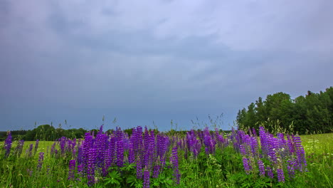 hermoso tiro de flores de jacinto púrpura en un campo